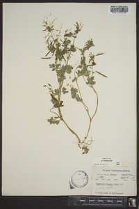 Corydalis flavula image