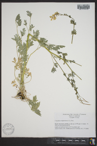 Capnoides sempervirens image