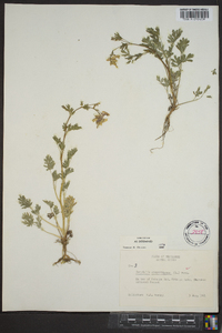 Capnoides sempervirens image