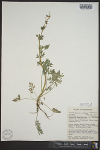 Capnoides sempervirens image