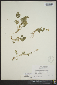 Capnoides sempervirens image