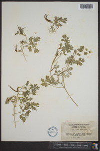 Corydalis aurea image