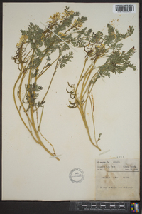 Corydalis aurea image