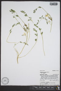 Corydalis aurea image