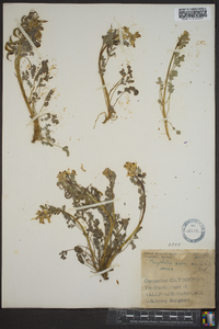 Corydalis aurea subsp. occidentalis image