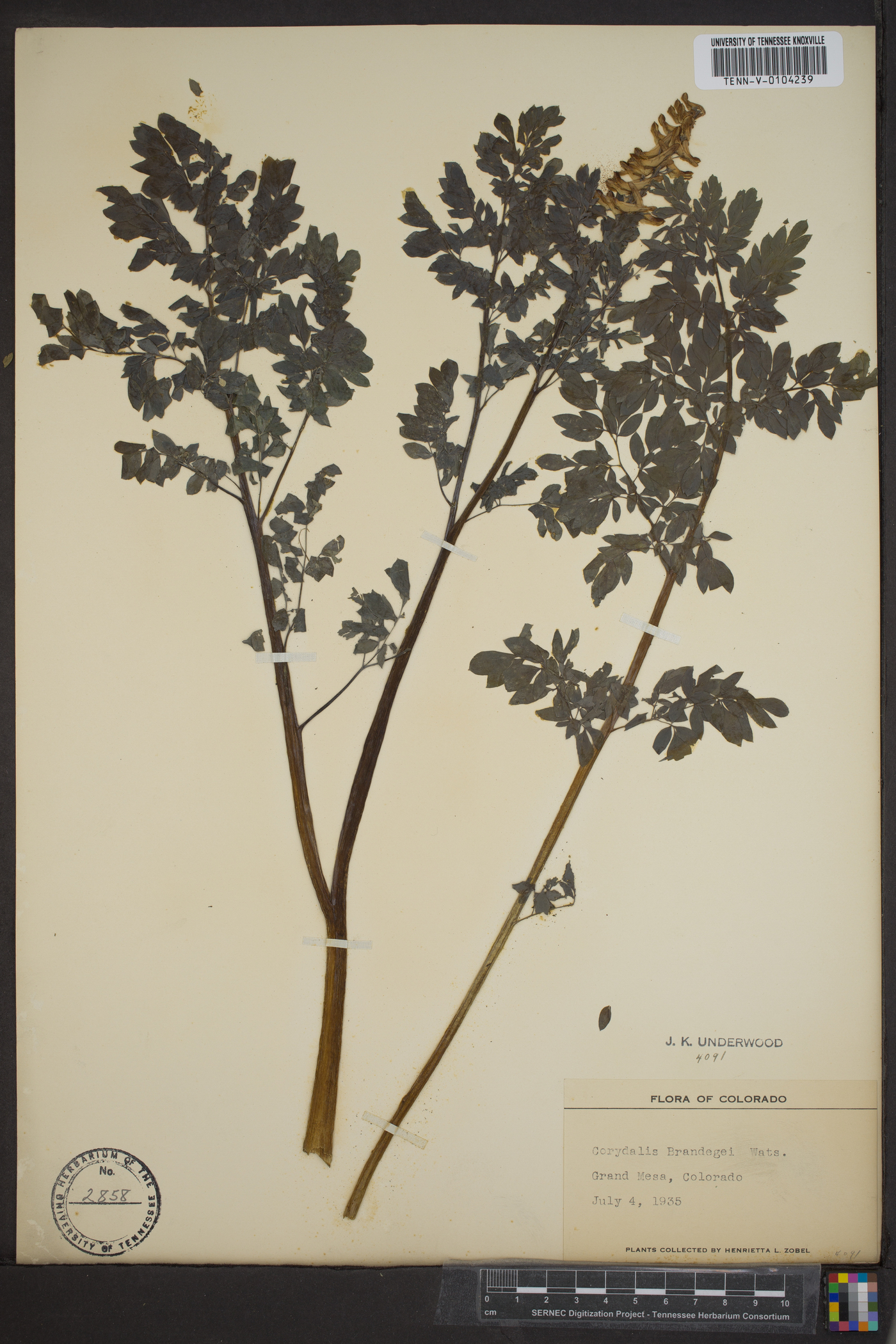 Corydalis brandegei image