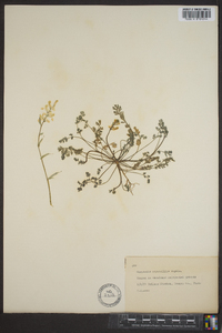 Corydalis crystallina image