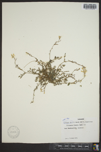 Corydalis flavula image