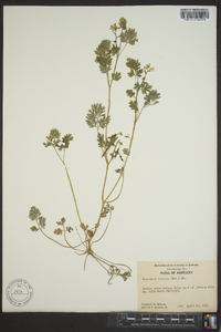 Corydalis flavula image