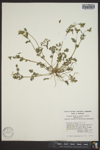 Corydalis flavula image