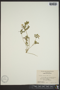 Corydalis flavula image