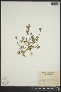 Corydalis flavula image