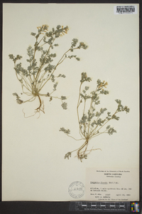 Corydalis flavula image