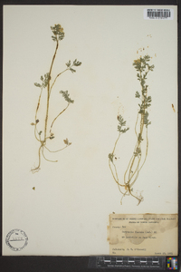 Corydalis flavula image