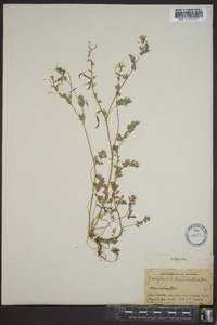 Corydalis flavula image