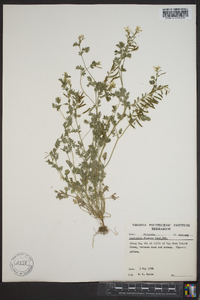 Corydalis flavula image