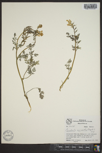 Corydalis micrantha image