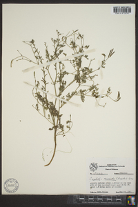 Corydalis micrantha image