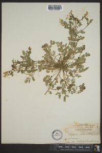 Corydalis micrantha image