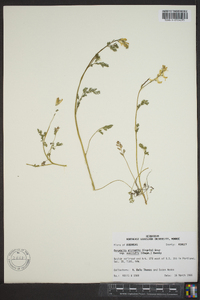 Corydalis micrantha subsp. australis image