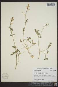 Corydalis micrantha image