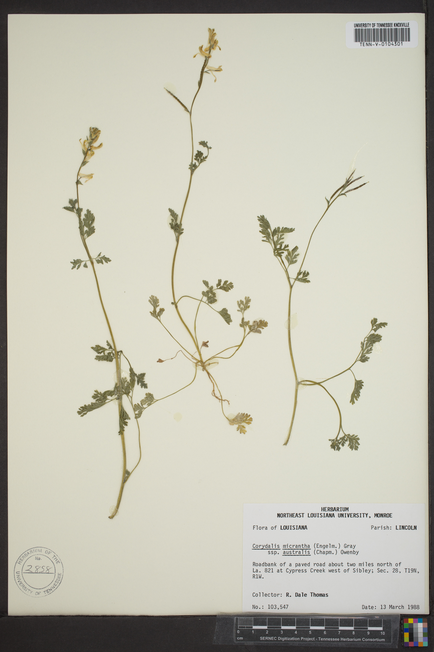 Corydalis micrantha subsp. australis image