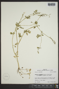 Corydalis micrantha image