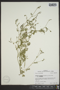 Corydalis micrantha image