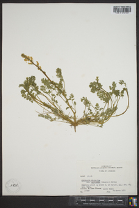 Corydalis micrantha subsp. australis image