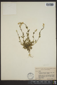 Corydalis micrantha image