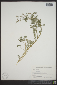 Corydalis micrantha subsp. australis image