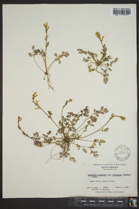 Corydalis micrantha image