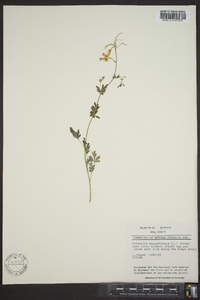 Capnoides sempervirens image