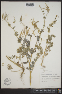 Capnoides sempervirens image