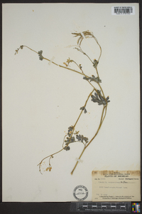 Capnoides sempervirens image