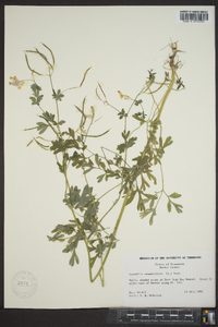 Capnoides sempervirens image