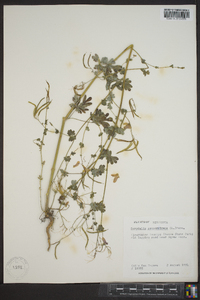 Capnoides sempervirens image