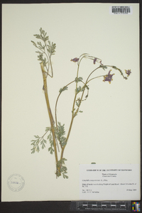 Capnoides sempervirens image