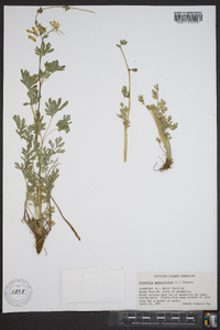 Capnoides sempervirens image