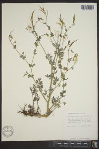 Capnoides sempervirens image