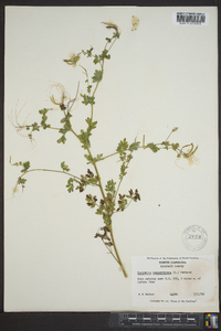 Capnoides sempervirens image