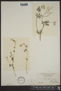 Capnoides sempervirens image