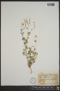 Capnoides sempervirens image