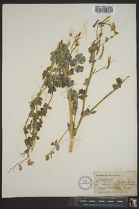 Capnoides sempervirens image