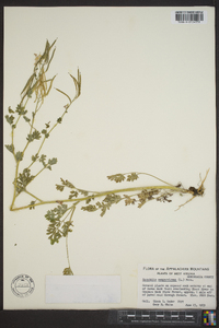 Capnoides sempervirens image