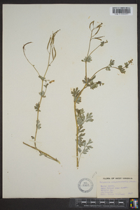 Capnoides sempervirens image