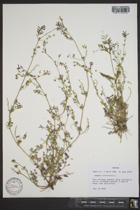 Fumaria officinalis image