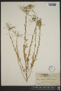 Warea cuneifolia image