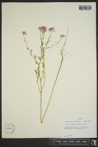 Warea cuneifolia image