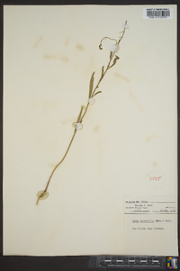 Warea cuneifolia image